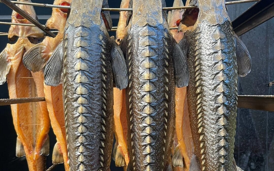 Jesiotr nie&nbsp;ma&nbsp;typowych łusek