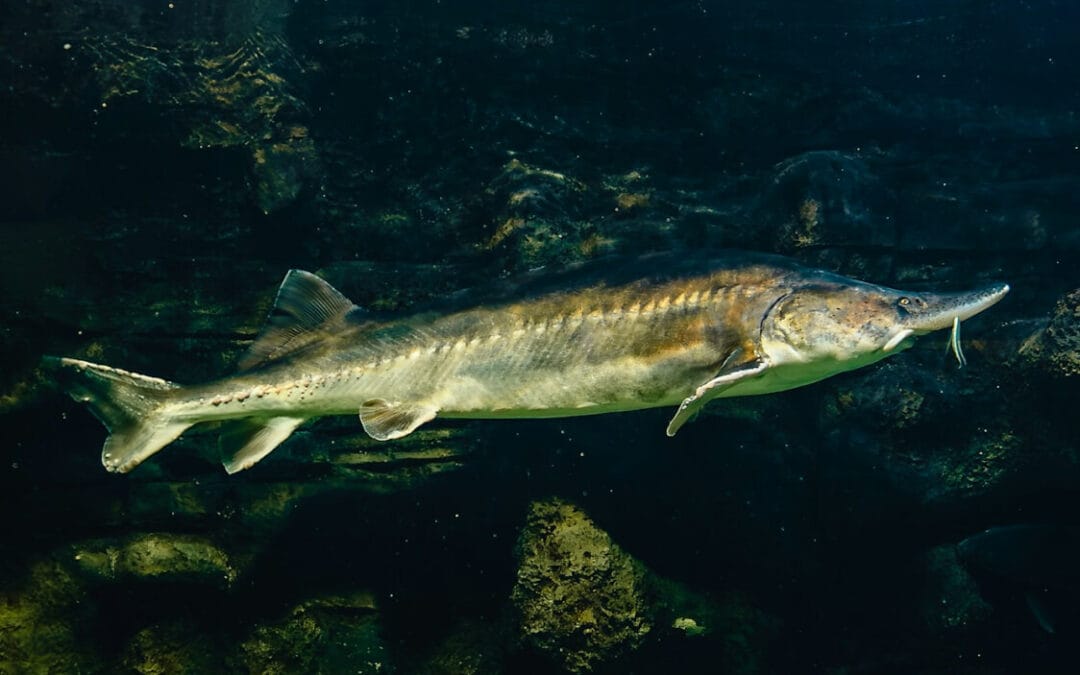 Naturalne warunki = lepsza ryba